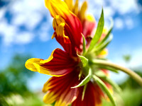 iPhoneography - Tenison Park Pollinator Garden