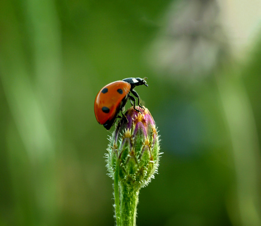 InsectsLadybugTip