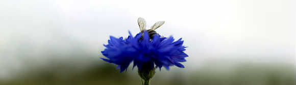 InsectsBeeBlue_banner